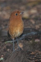 Grallaria saturata