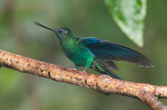 Pterophanes cyanopterus