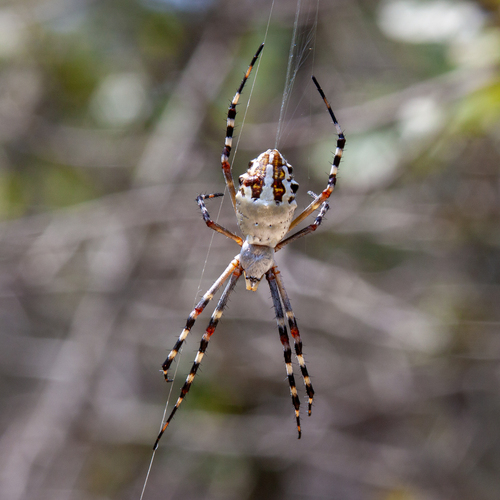 Florida Garden Spider photo 3