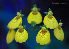 Calceolaria crenatiflora