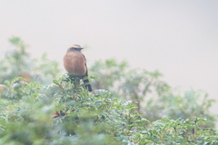 Ochthoeca fumicolor