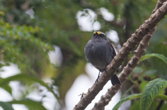 Silvicultrix frontalis