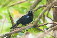 Diglossa lafresnayii