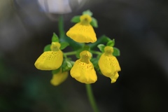 Calceolaria crenatiflora