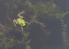 Pelophylax plancyi