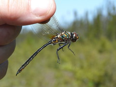 Somatochlora kennedyi