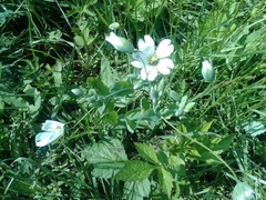 Cerastium davuricum