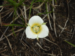 Calochortus subalpinus