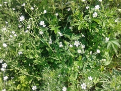 Cerastium davuricum