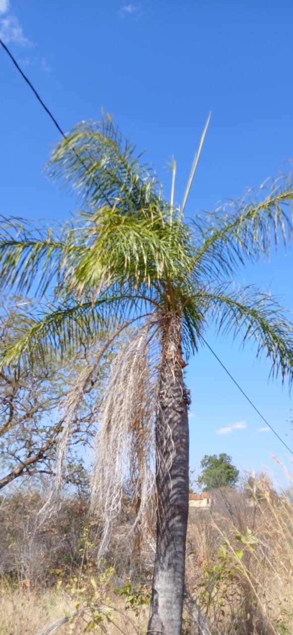 Acrocomia intumescens
