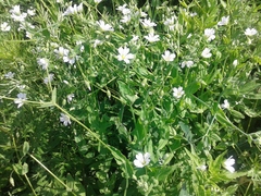 Cerastium davuricum