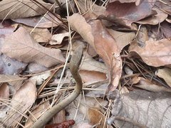 Mastigodryas melanolomus