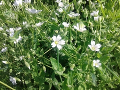 Cerastium davuricum