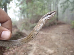 Mastigodryas melanolomus