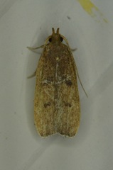 Glyphidocera democratica