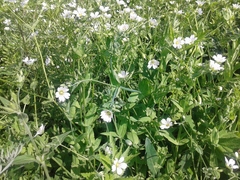 Cerastium davuricum