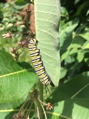 Danaus plexippus