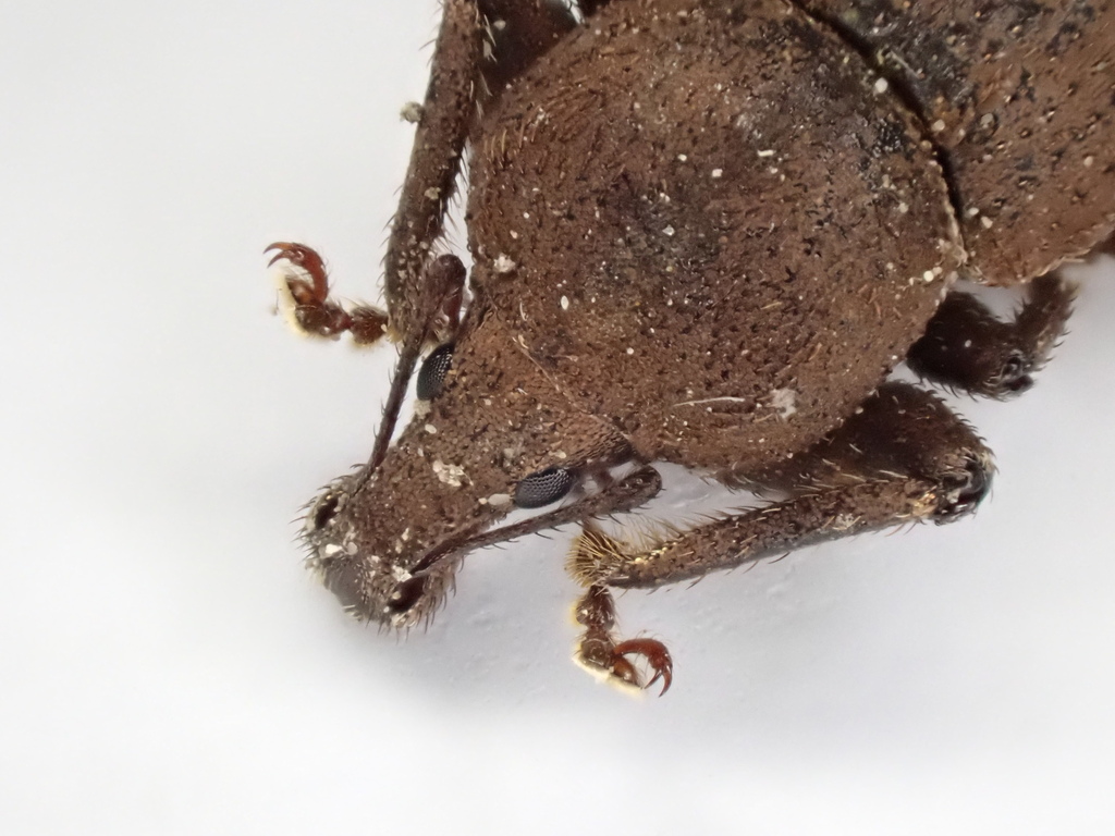 Epitimetes lutosus