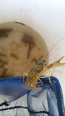 Faxonius punctimanus