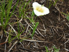Calochortus subalpinus