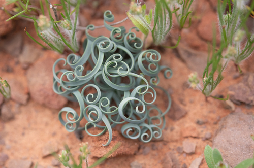 Albuca concordiana