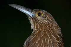 Xiphocolaptes promeropirhynchus