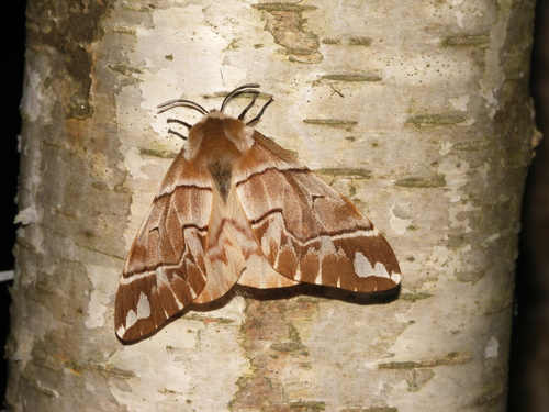 Endromis versicolora