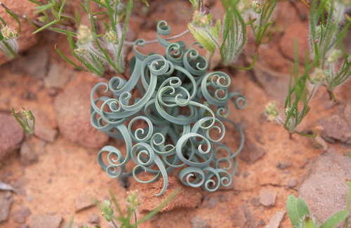 Albuca concordiana