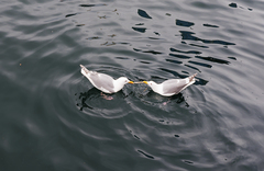 Larus argentatus × glaucescens
