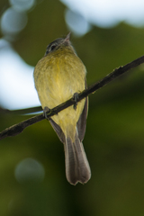 Pogonotriccus ophthalmicus