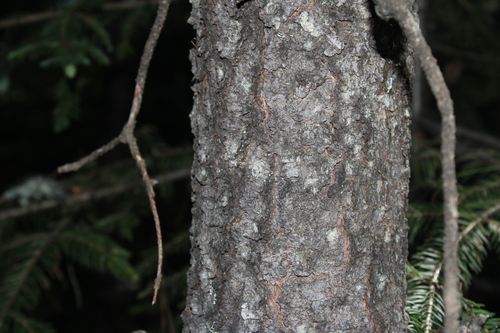 Image of Abies durangensis by (c) Rodolfo Maximiliano Gutiérrez-Sánchez, some rights reserved (CC BY)