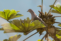 Patagioenas plumbea