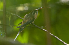 Phaethornis syrmatophorus