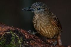 Thripadectes virgaticeps