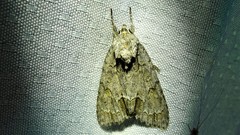 Acronicta laetifica