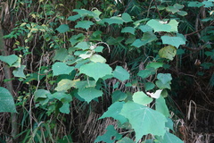 Mallotus paniculatus formosanus