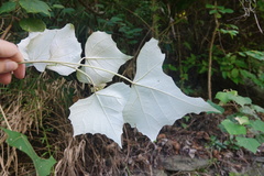 Mallotus paniculatus formosanus