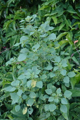 Acalypha indica indica