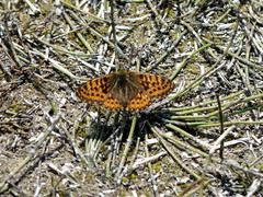 Boloria freija