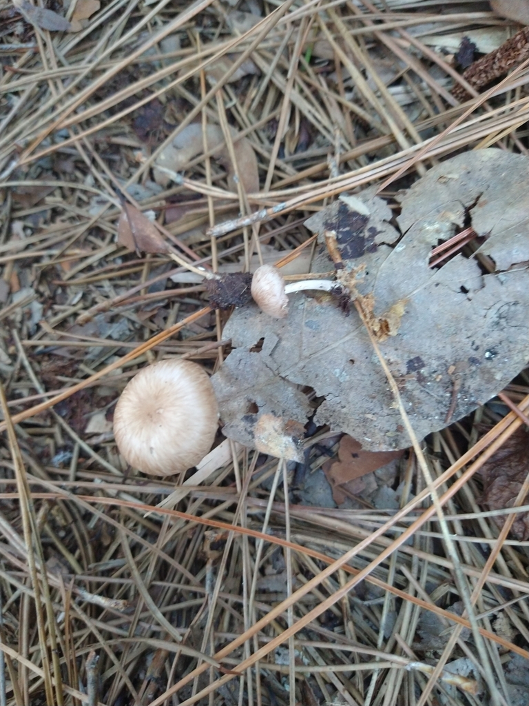 Collybiopsis pseudoluxurians