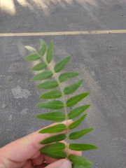 Gleditsia triacanthos