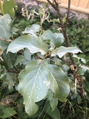 Elaeagnus commutata