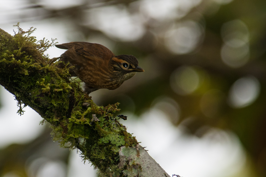 Scaly-Throated Foliage-Gleaner