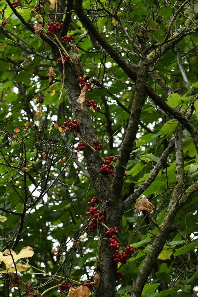 Black Bryony from Knaresborough, UK on September 22, 2024 at 12:43 PM ...