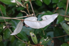 Croton cascarilloides