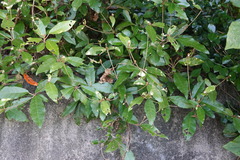 Croton cascarilloides