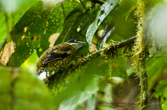 Ampelioides tschudii