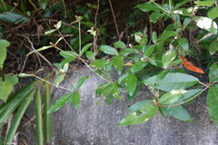 Croton cascarilloides