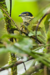 Ampelioides tschudii