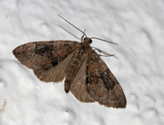 Thera variata